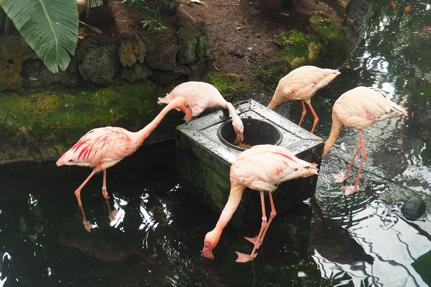 Lesser flamingos (Phoeniconaias minor), 2023-05-16
