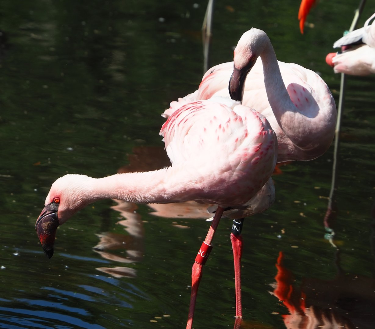 Lesser flamingos (Phoeniconaias minor), 2023-06-04