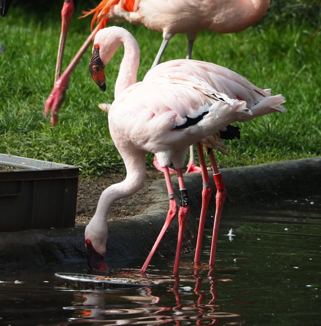 Lesser flamingos (Phoeniconaias minor), 2023-09-19
