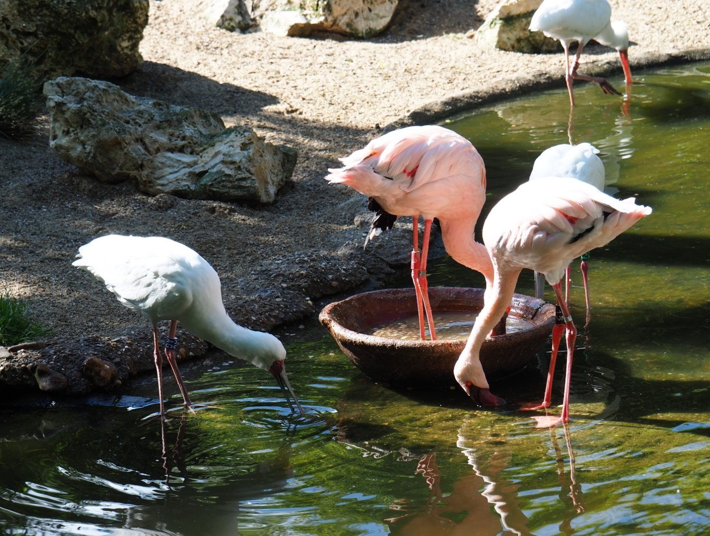 Lesser flamingos (Phoeniconaias minor) and African spoonbills (Platalea alba) foraging, 2019-05-31