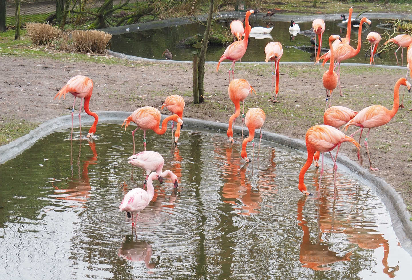 Lesser flamingos (Phoeniconaias minor) and American flamingos (Phoenicopterus ruber), 2023-02-19