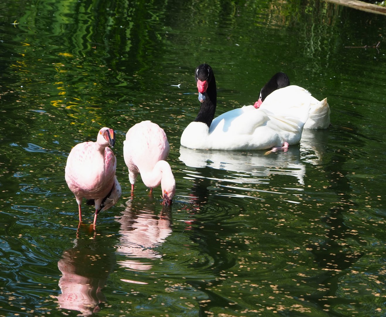 Lesser flamingos (Phoeniconaias minor) and Black-necked swan (Cygnus melanocoryphus), 2023-05-13
