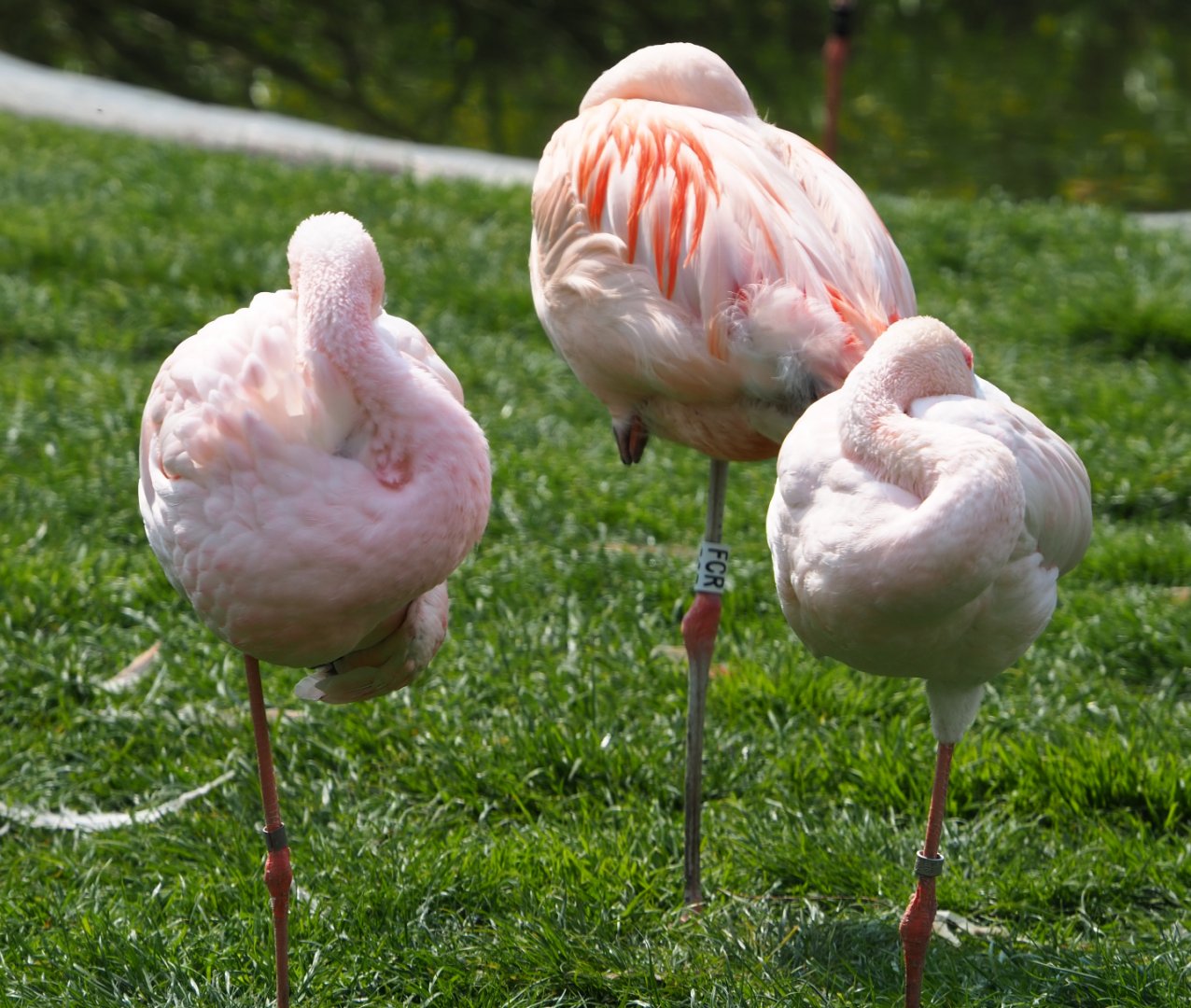 Lesser flamingos (Phoeniconaias minor) and Chilean flamingo (Phoenicopterus chilensis), 2021-04-20