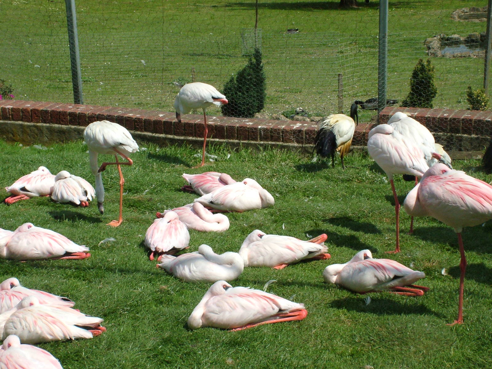 Lesser Flamingos (Phoeniconaias minor) at Flamingo Park, Seaview, Isle of W