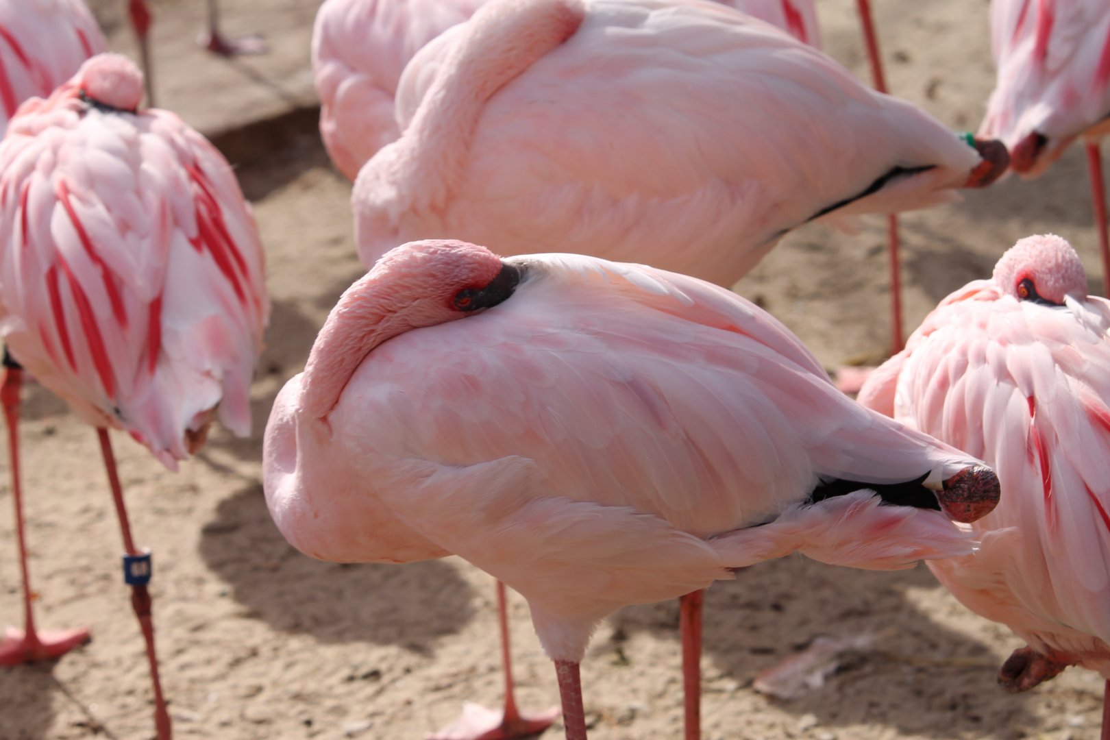 Lesser Flamingos (Phoeniconaias minor)