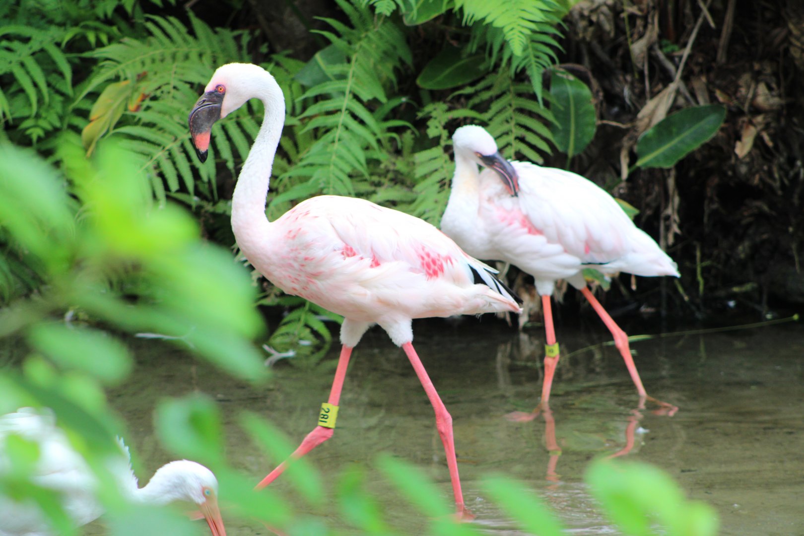 Lesser Flamingos (Phoeniconaias minor)