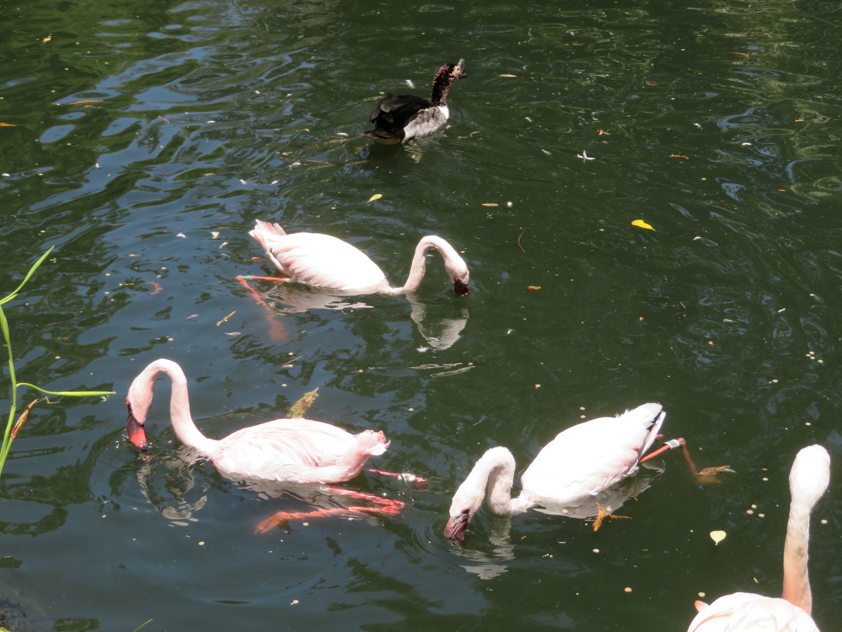 Lesser Flamingos Swimming