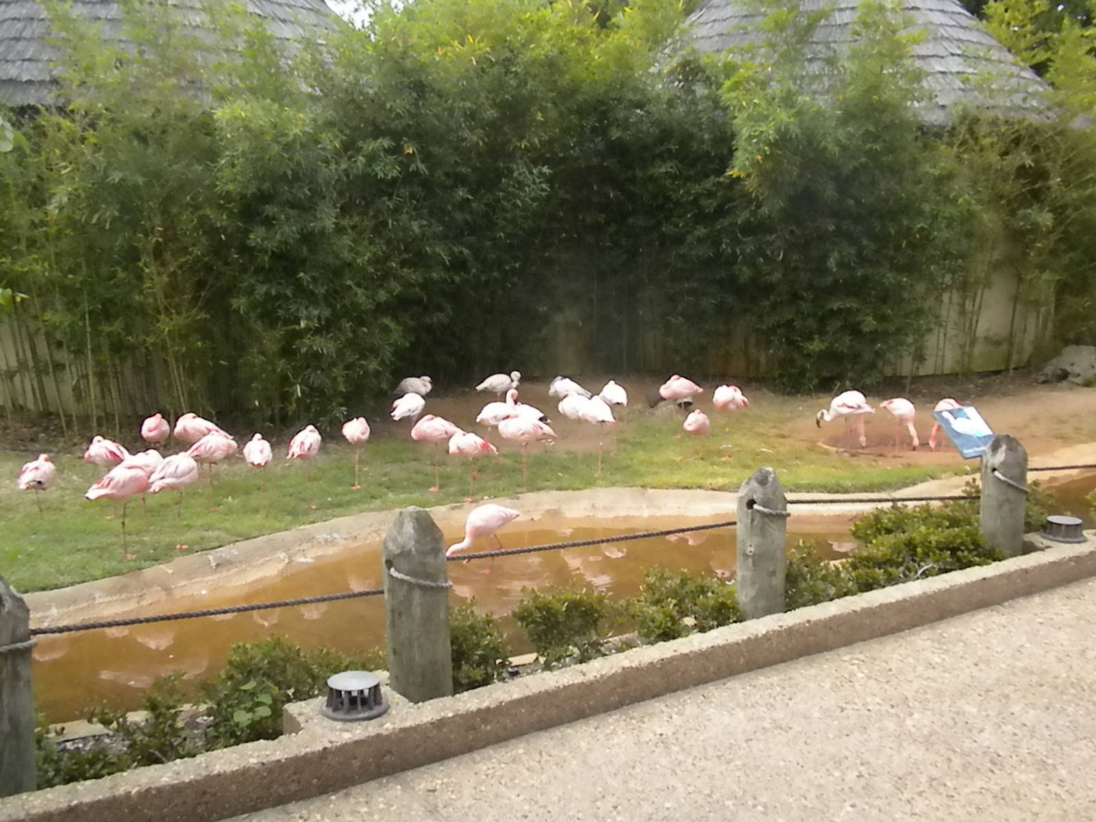 Lesser Flamingos
