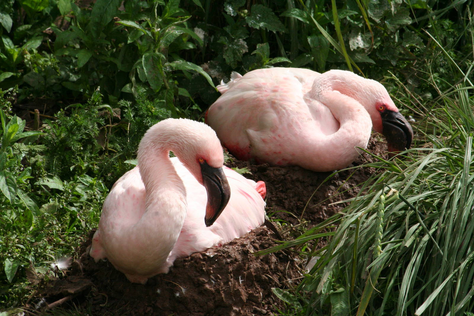 Lesser flamingos