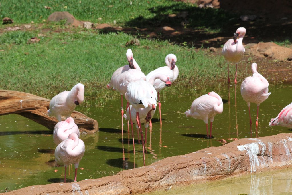 Lesser Flamingos