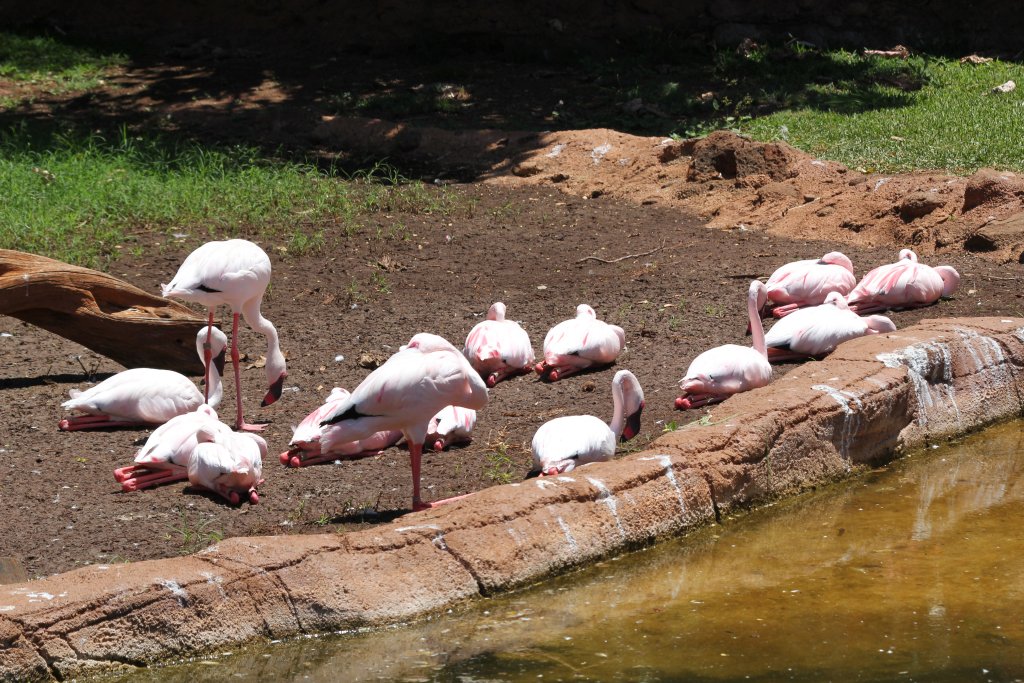 Lesser Flamingos