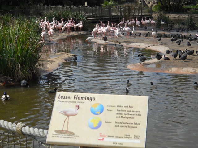 lesser flamingos