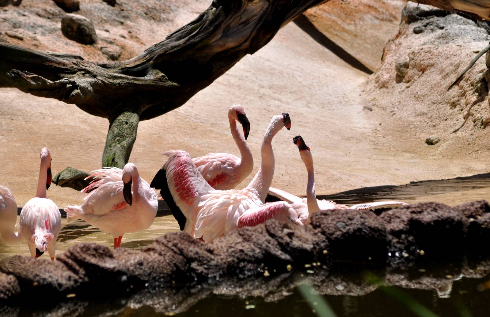 Lesser Flamingos