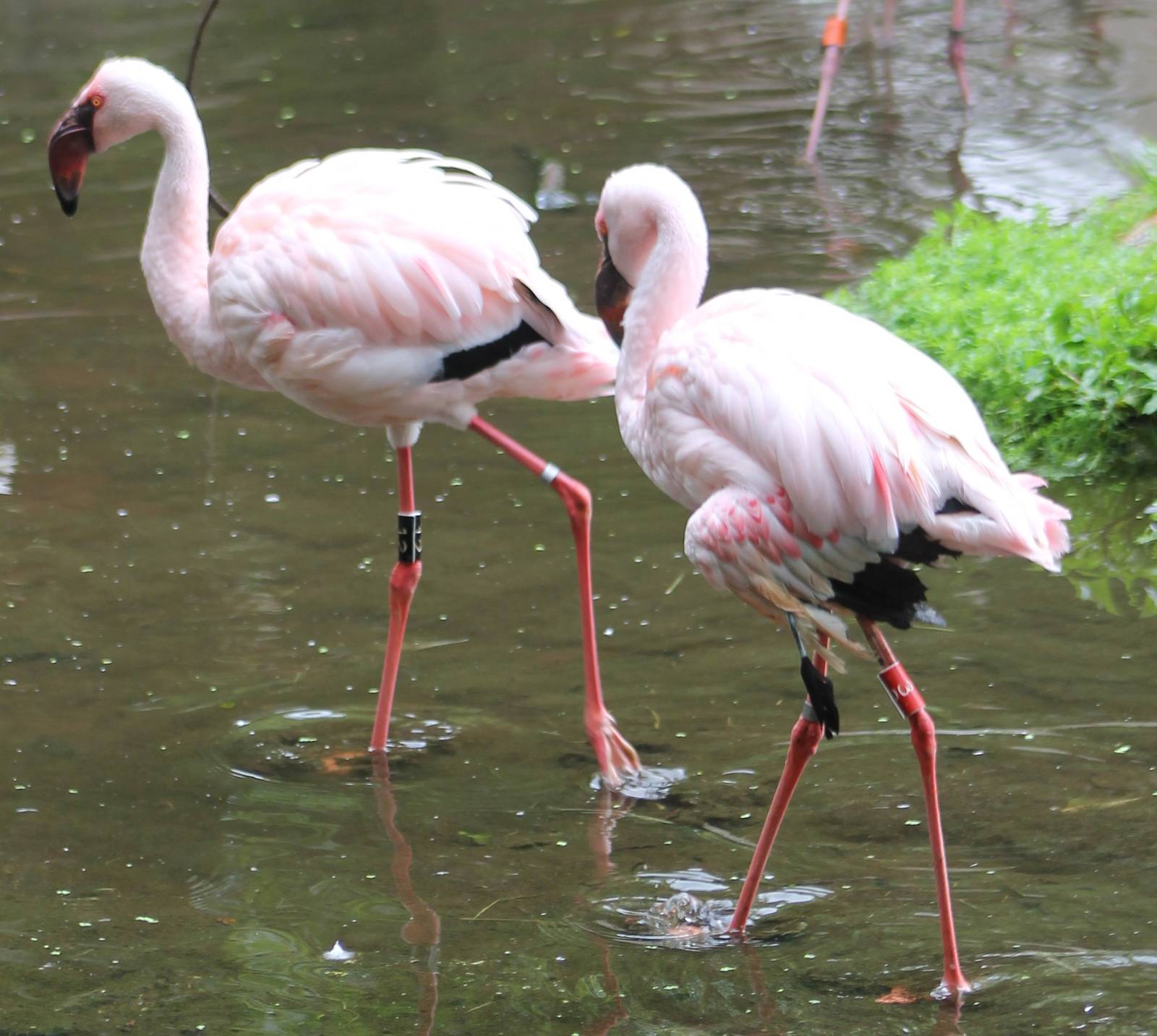 Lesser flamingos