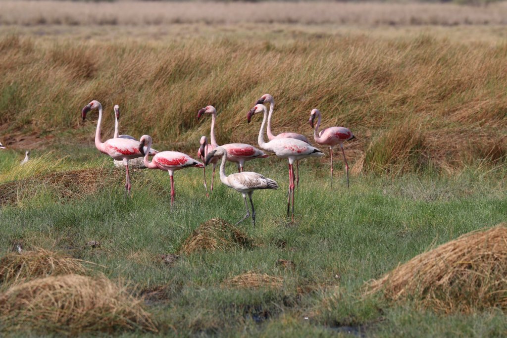 Lesser Flamingos