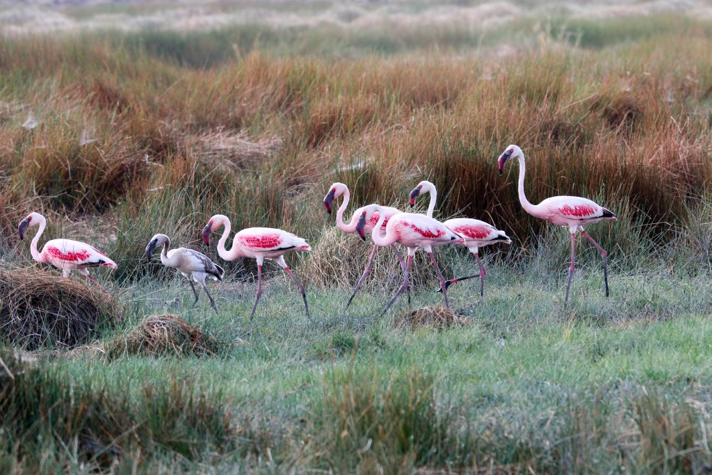 Lesser Flamingos