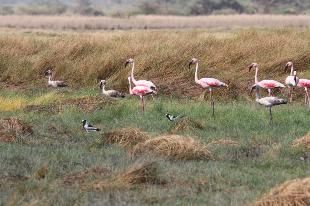 Lesser Flamingos