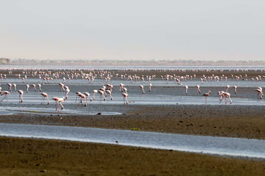 Lesser Flamingos