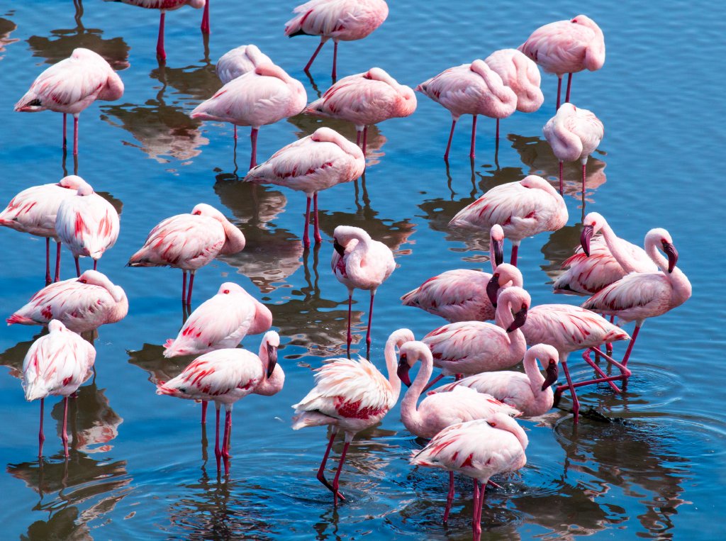 Lesser Flamingos