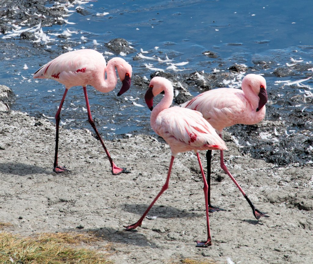 Lesser Flamingos