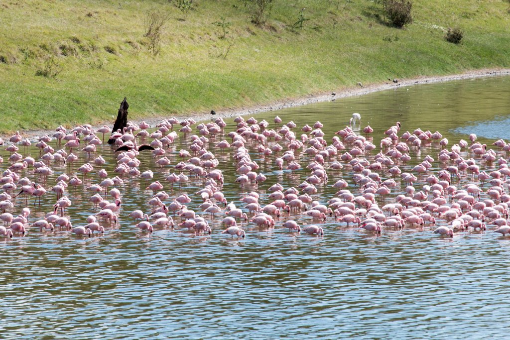 Lesser Flamingos