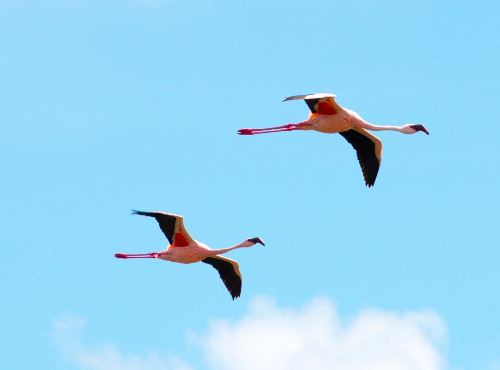 Lesser Flamingos