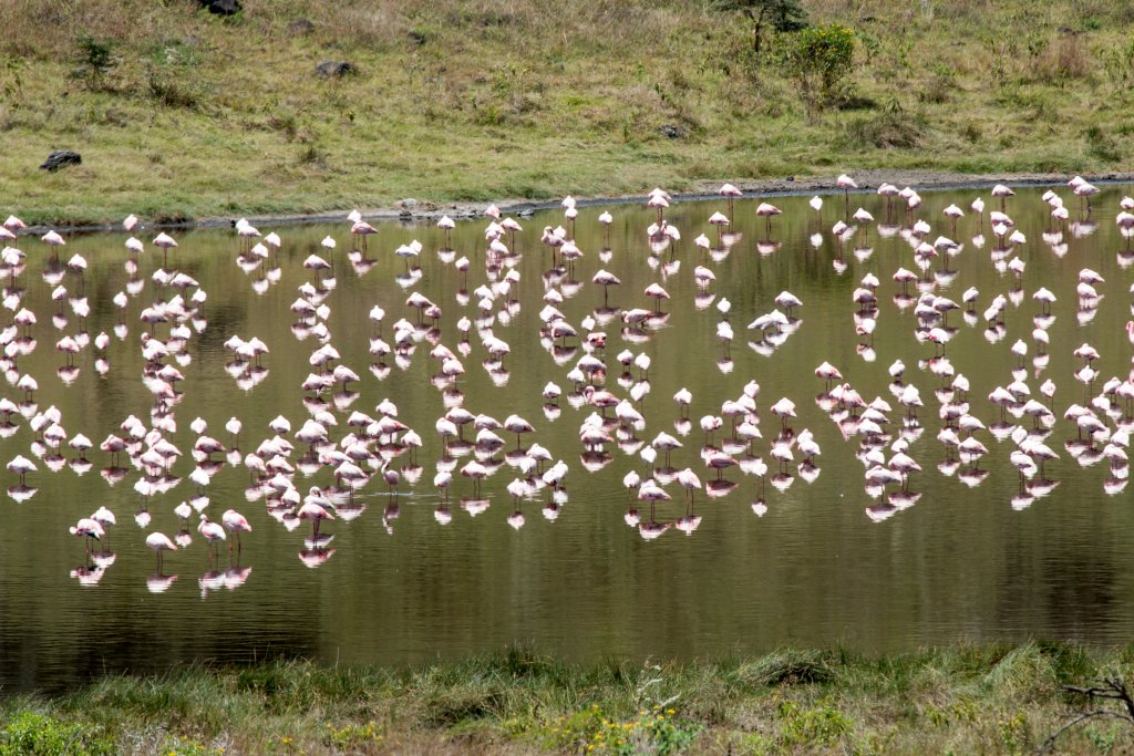 Lesser Flamingos