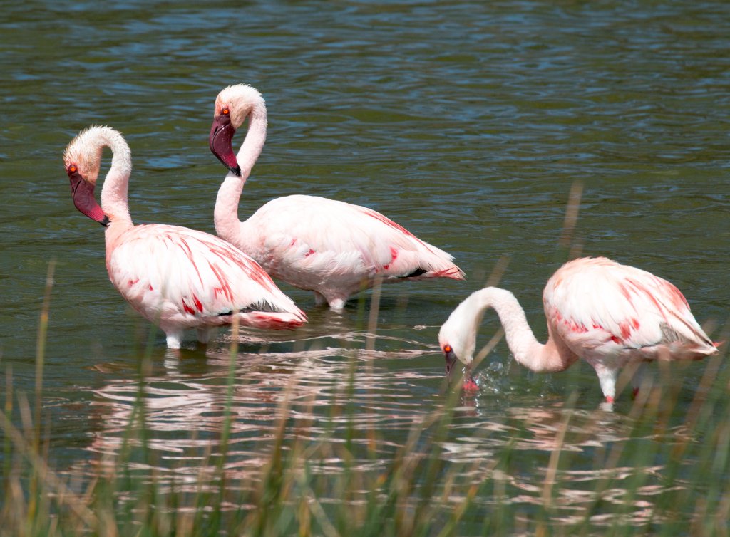 Lesser Flamingos