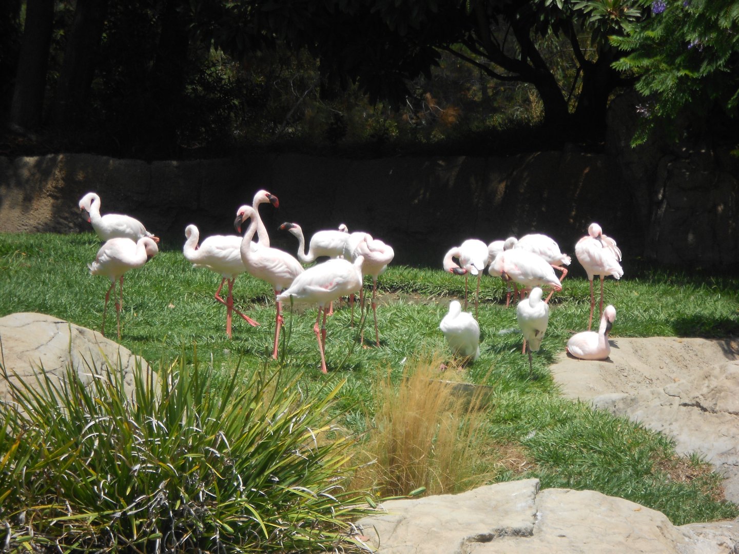 Lesser flamingos