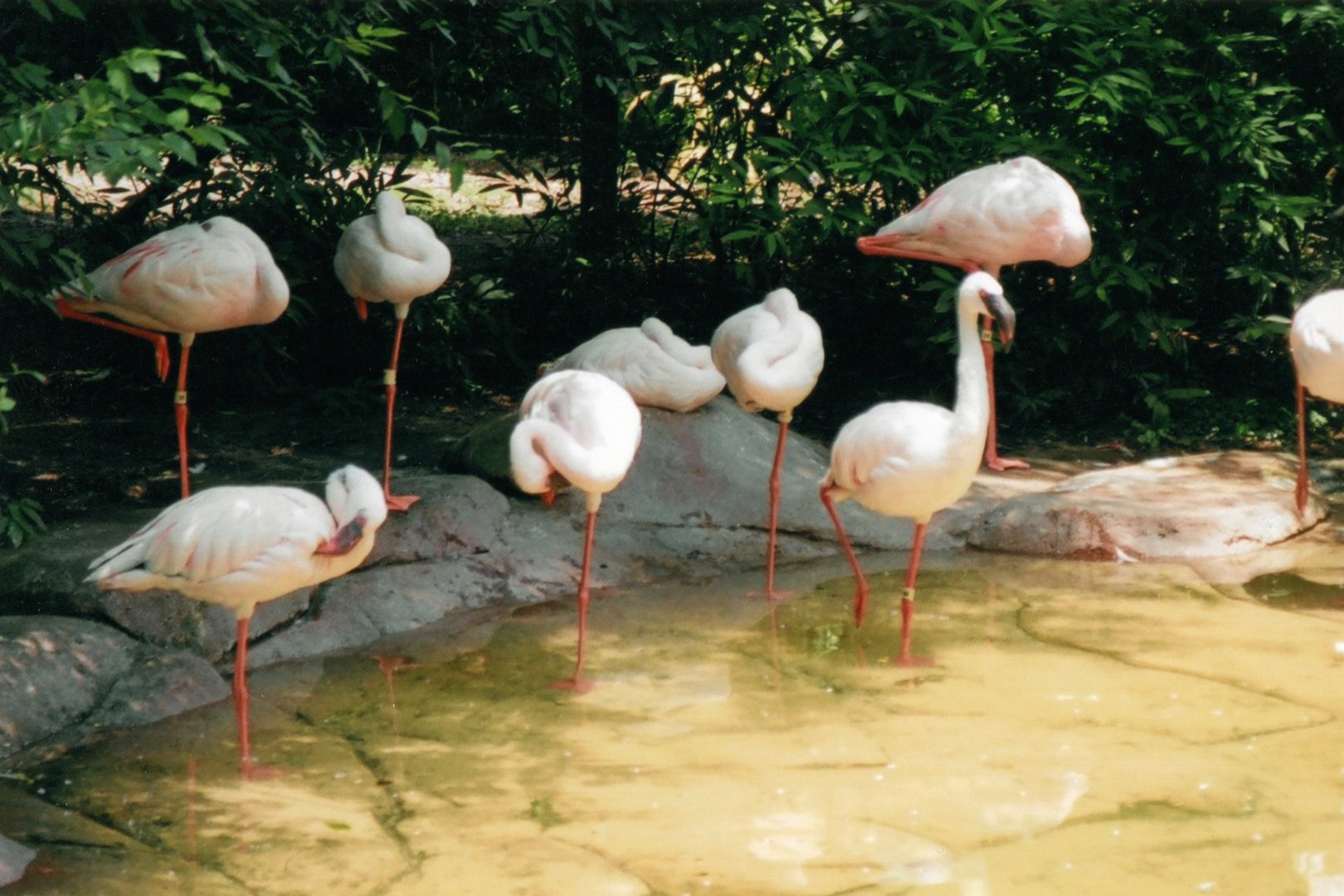 Lesser Flamingos