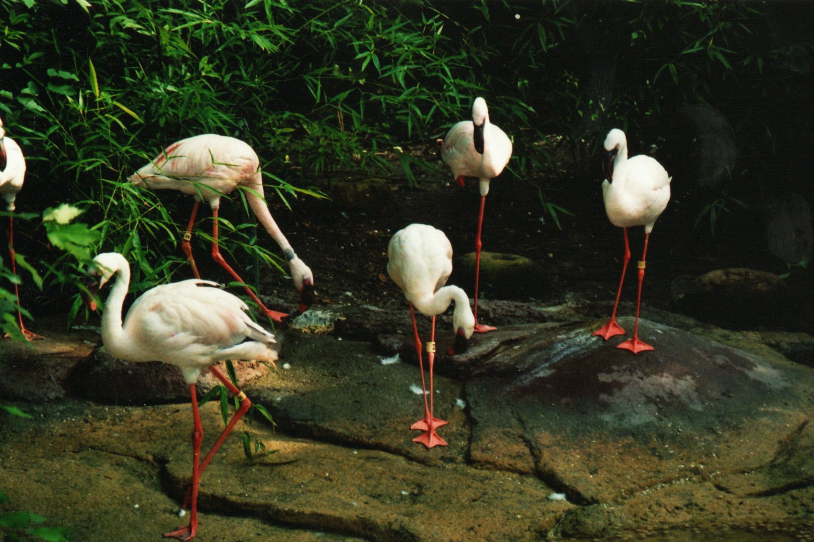 Lesser Flamingos