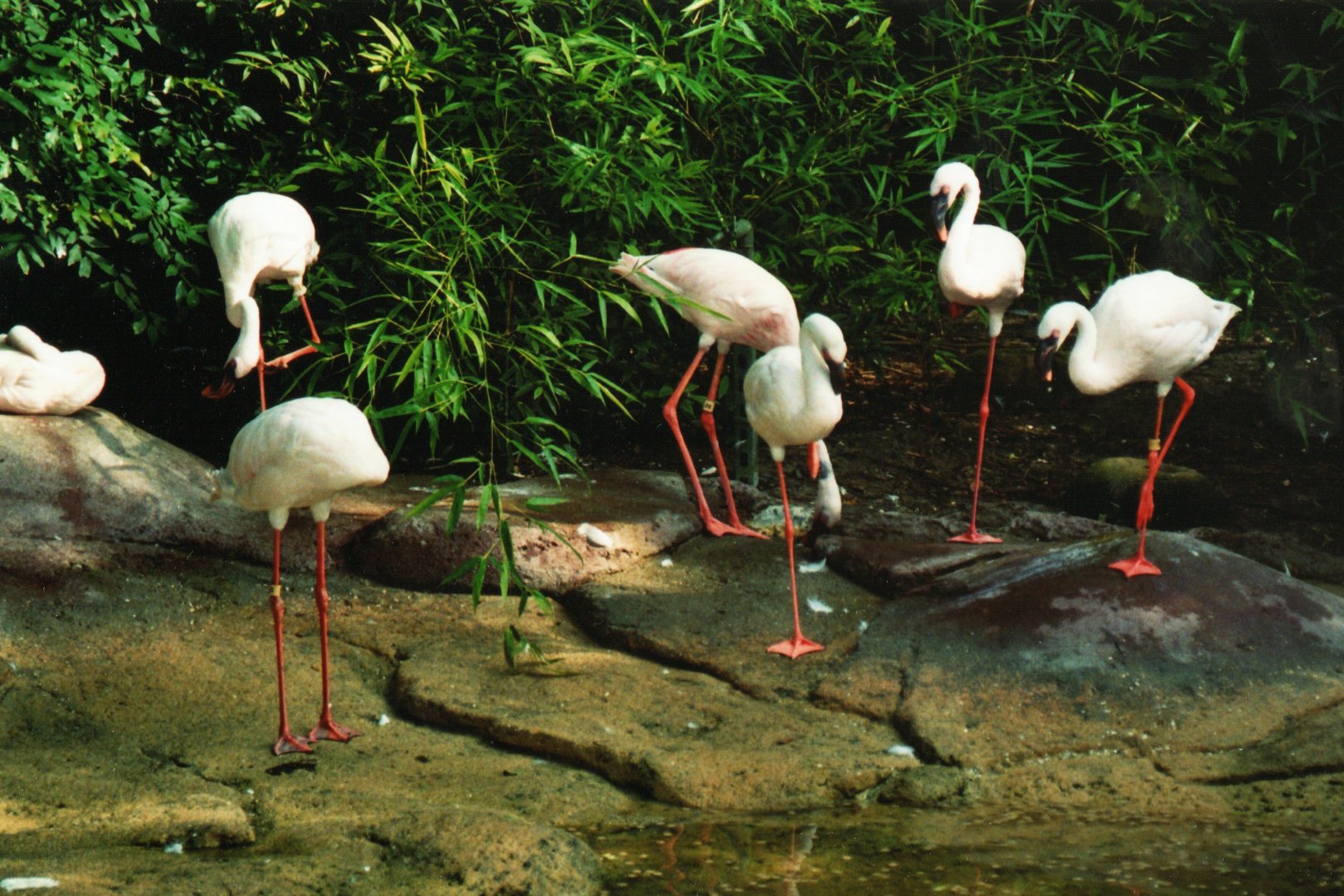 Lesser Flamingos