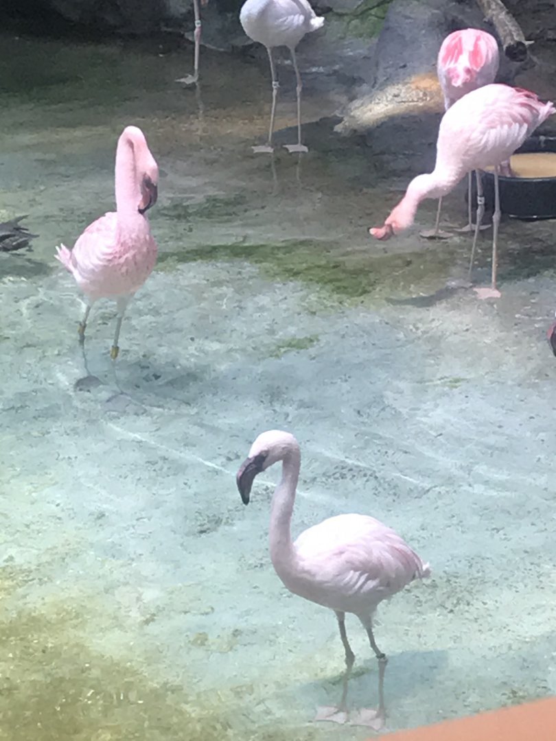 Lesser flamingos