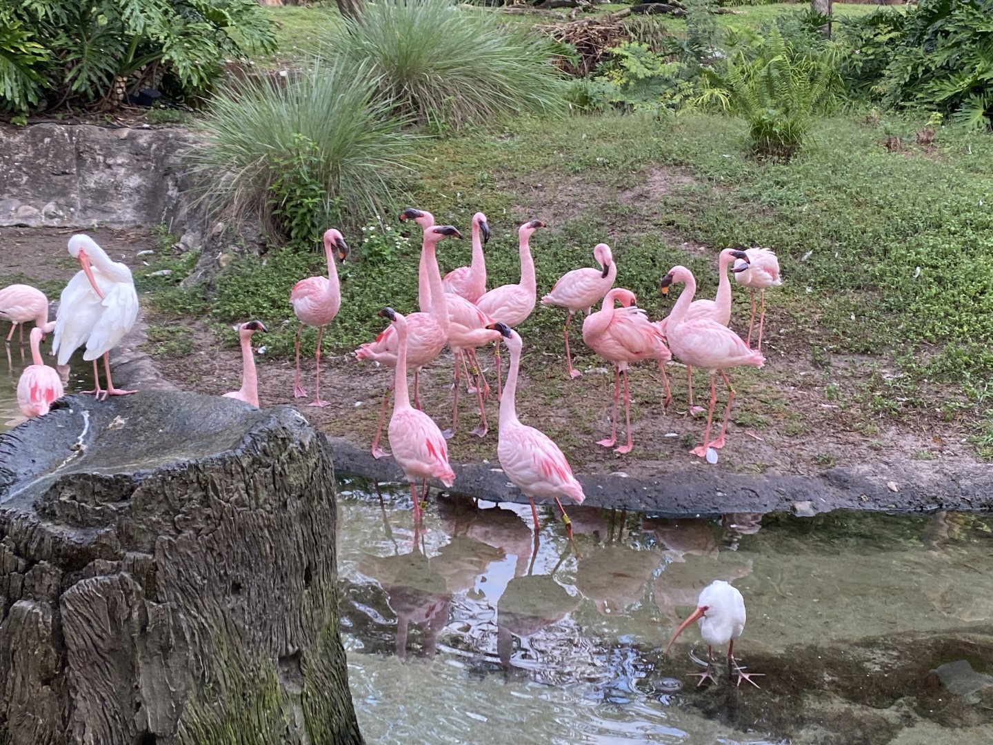 Lesser Flamingos