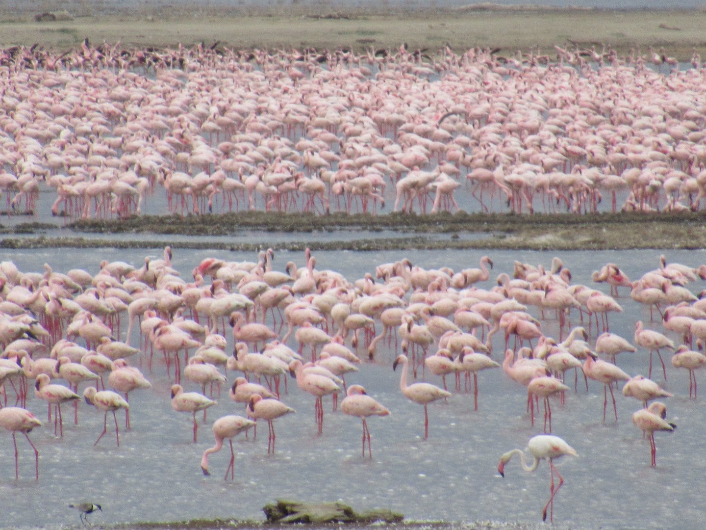Lesser flamingos