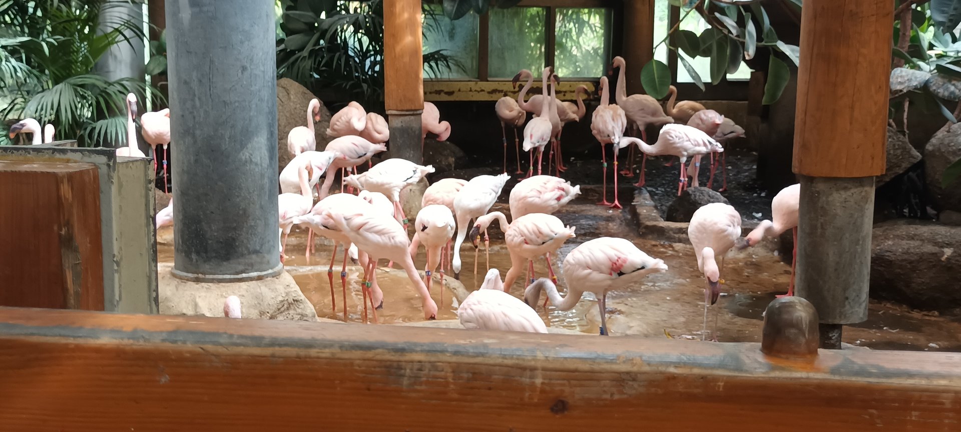 Lesser Flamingos