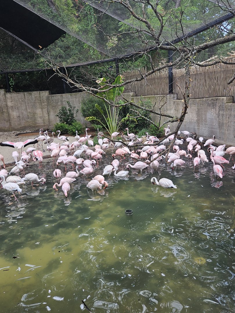 Lesser flamingos