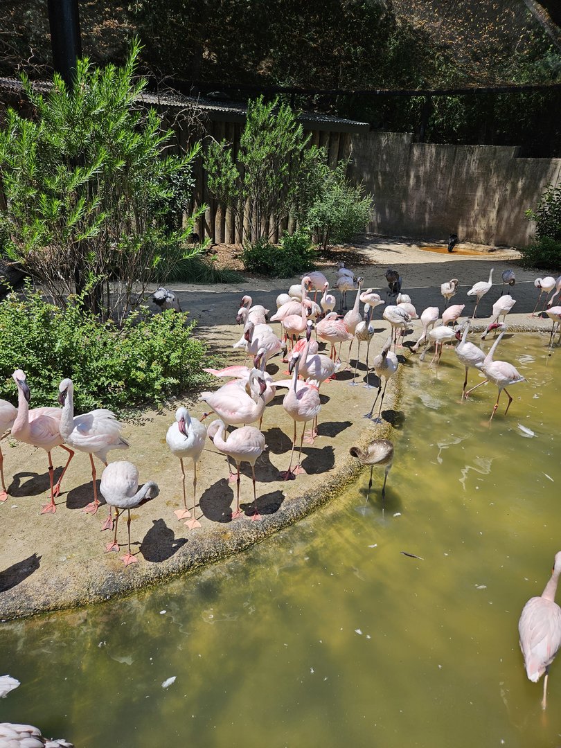 Lesser flamingos
