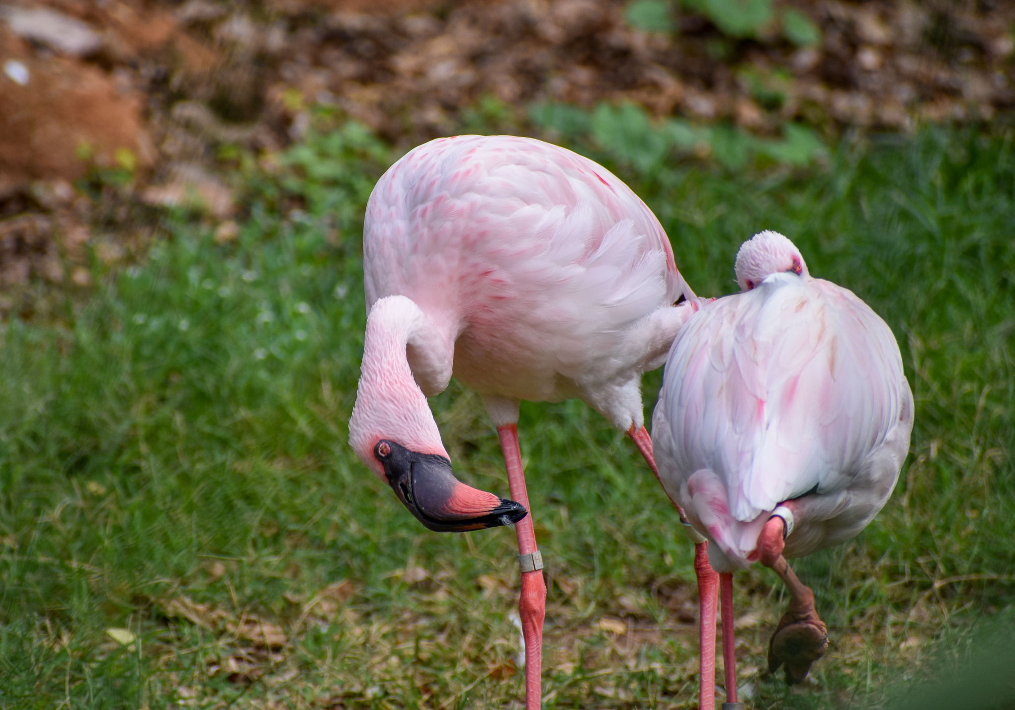 Lesser Flamingos