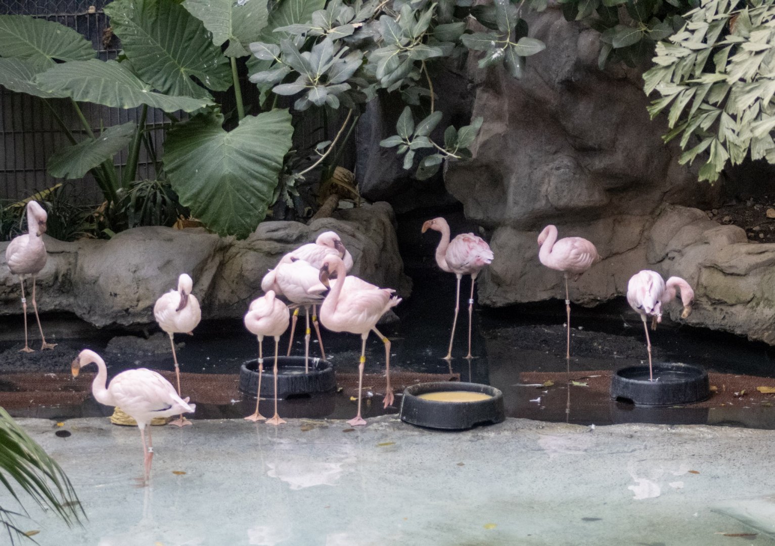 Lesser Flamingos