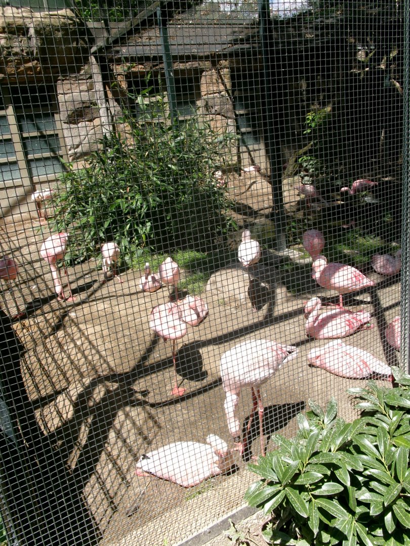 Lesser flamingos