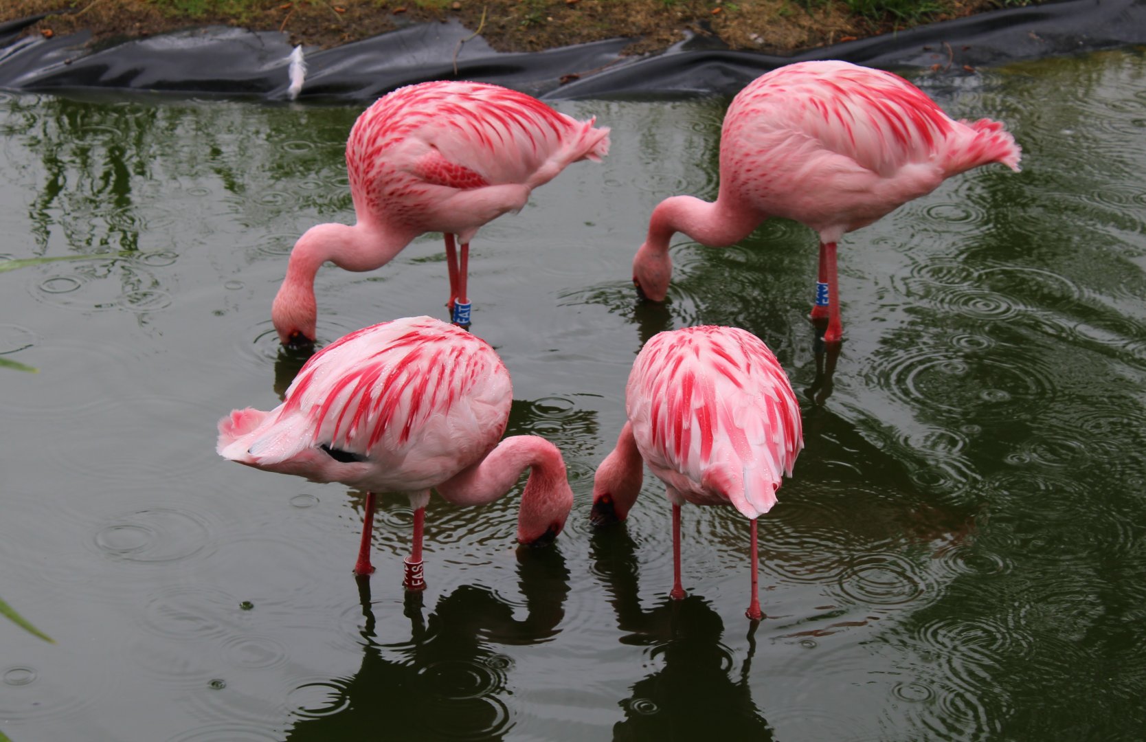Lesser flamingo's