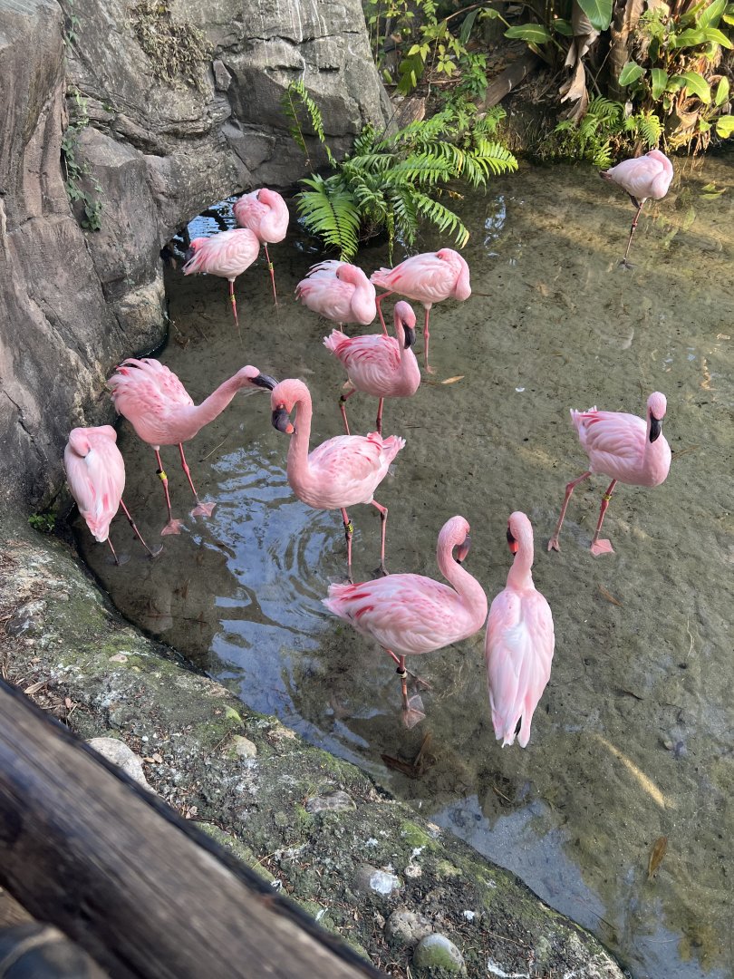 Lesser Flamingos