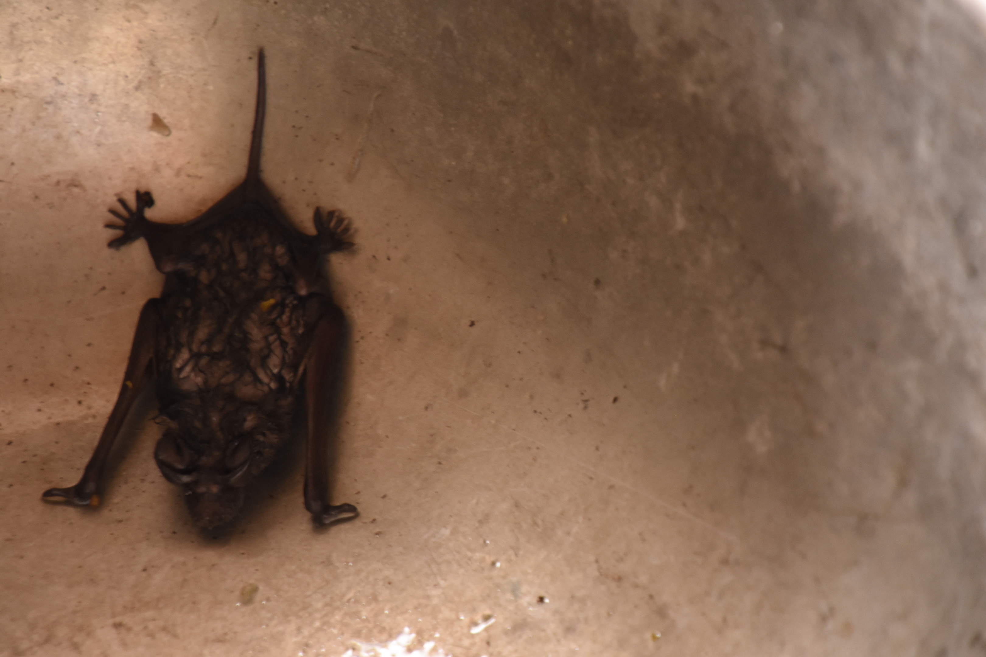 Lesser free-tailed bat