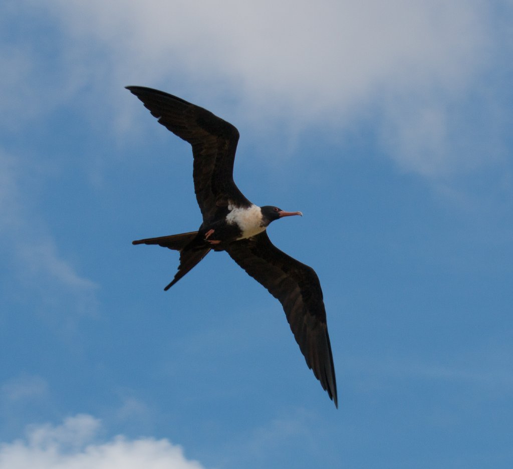 Lesser Frigatebird female
