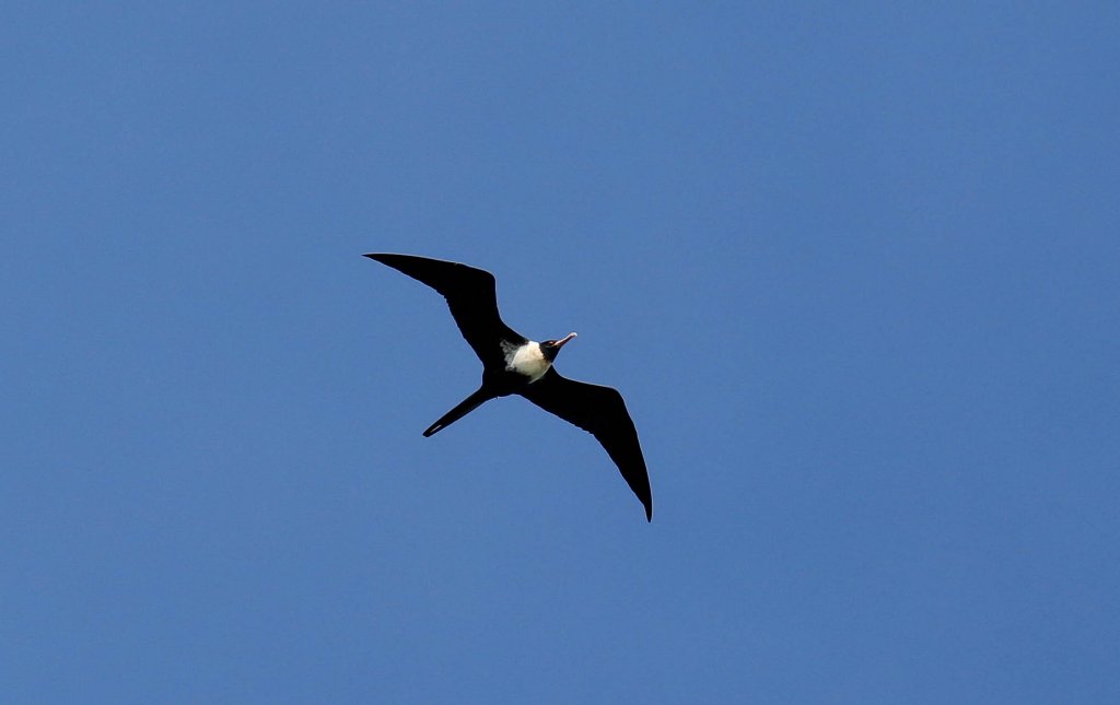 Lesser Frigatebird female