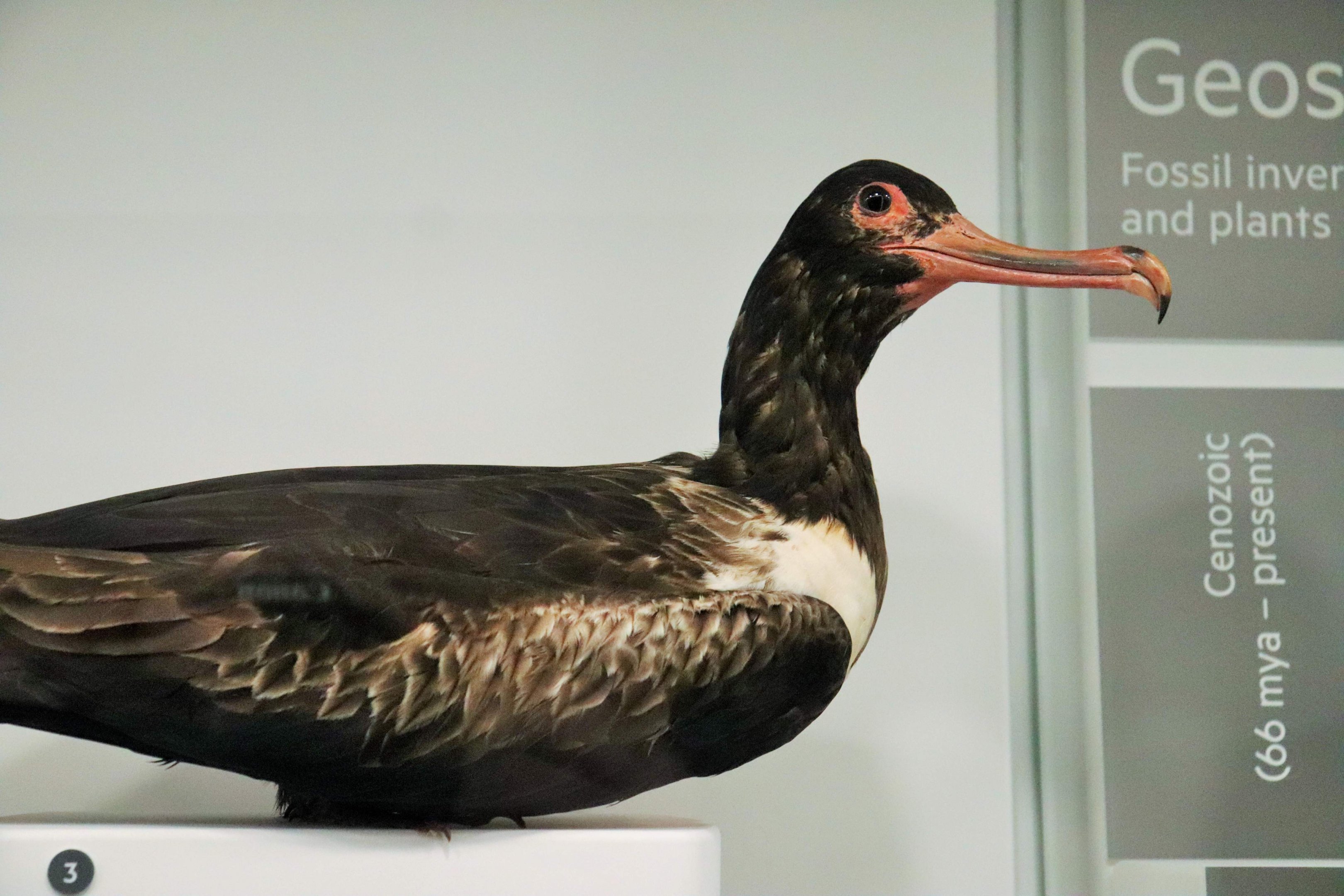 Lesser Frigatebird (Fregata ariel)