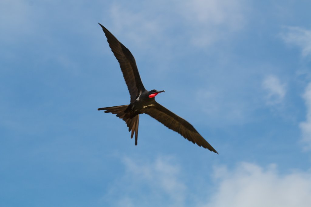 Lesser Frigatebird