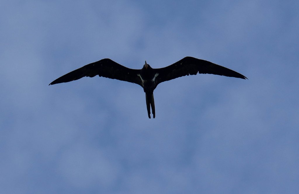 Lesser Frigatebird