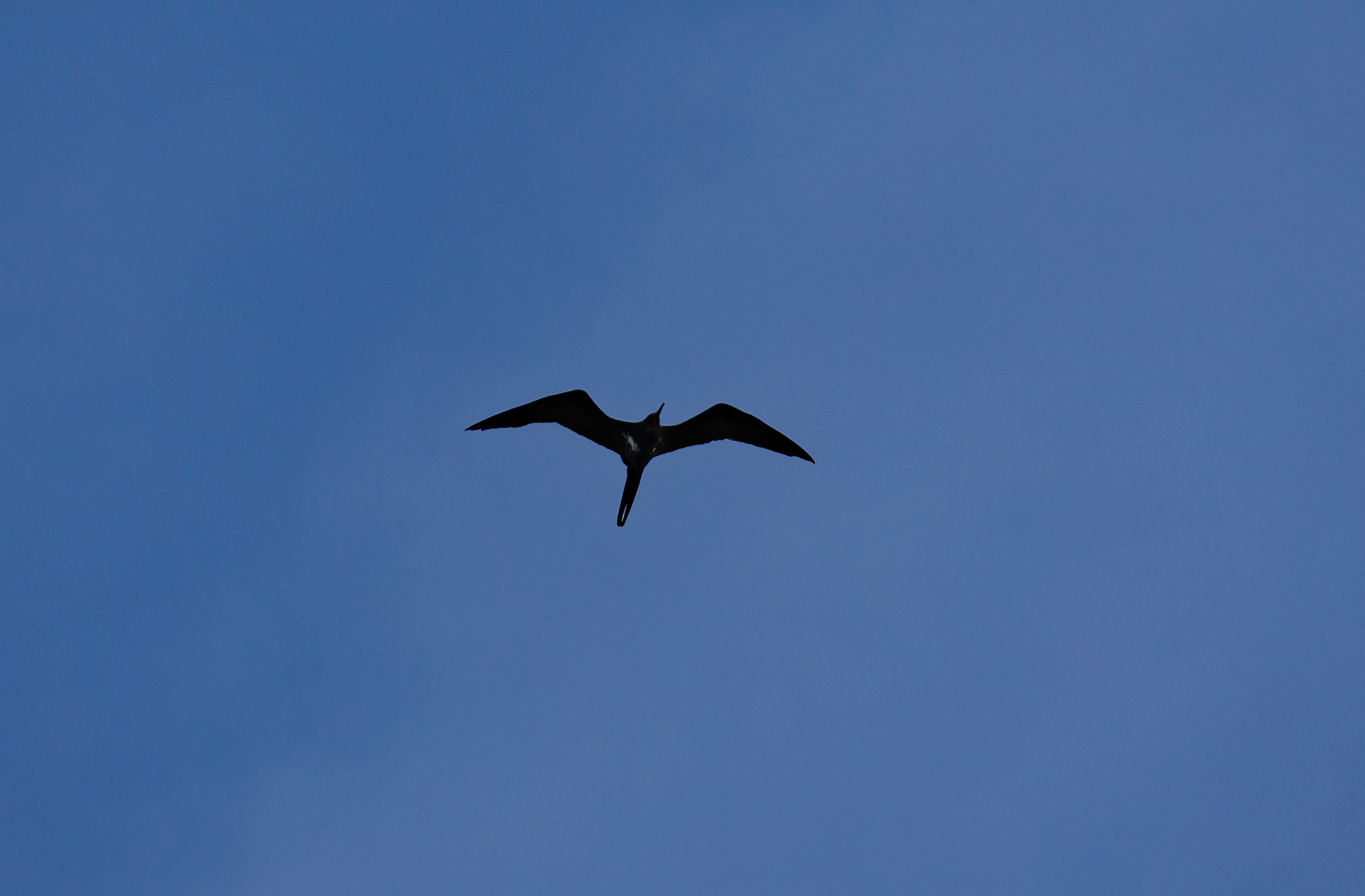 Lesser Frigatebird
